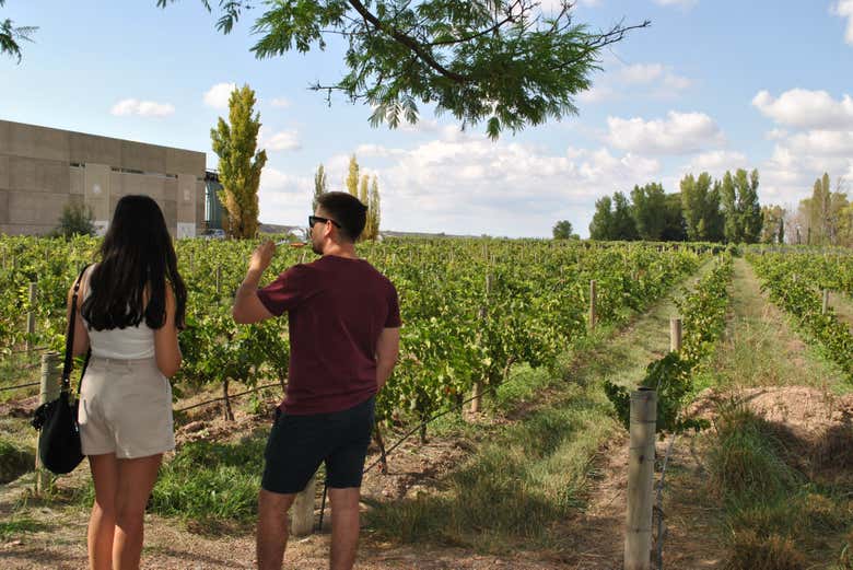 Aproveitando a visita guiada aos vinhedos