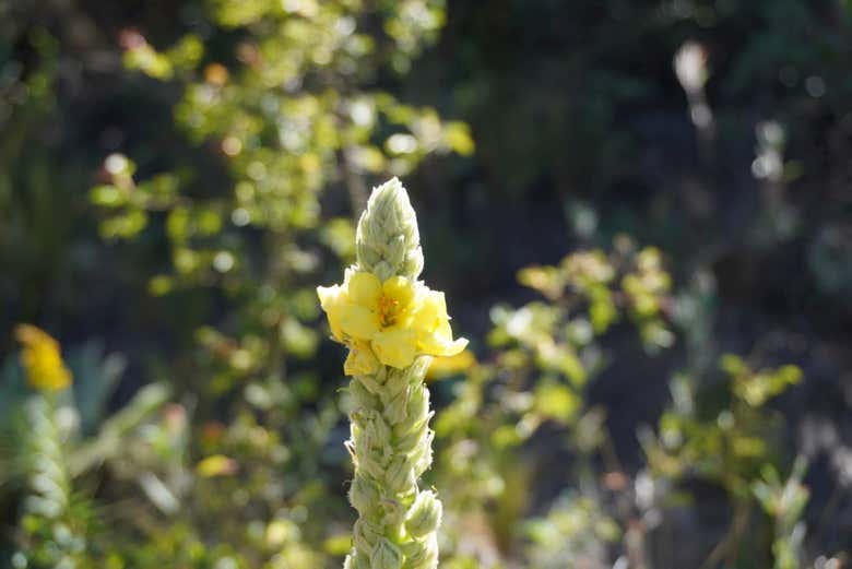 Flora di Cerro Campanario