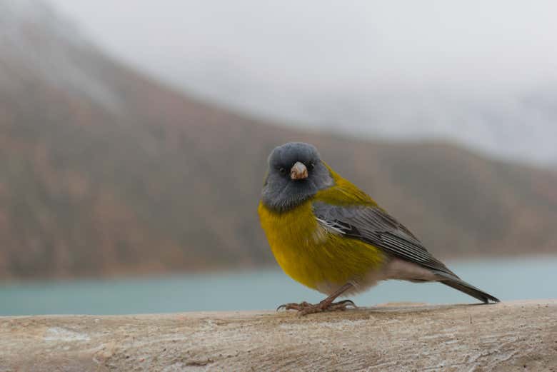 Um pintassilgo na reserva