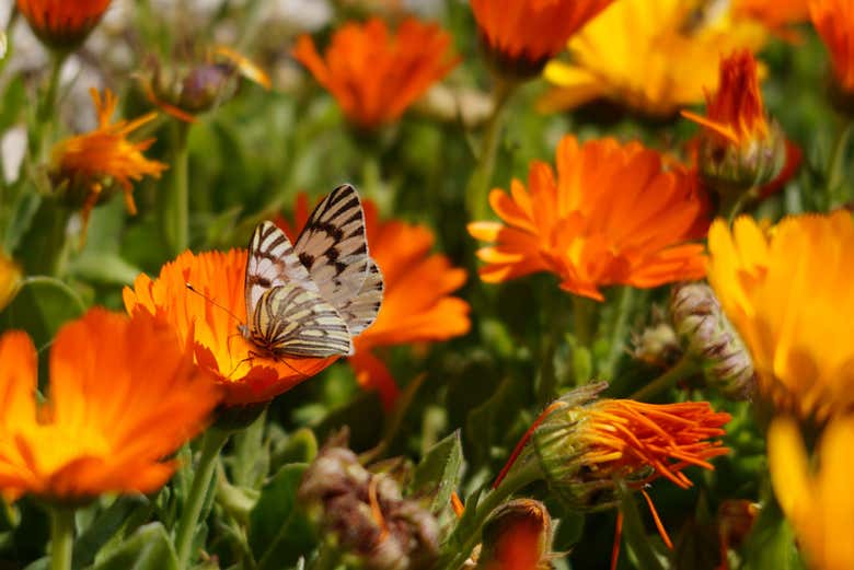 Descobriremos uma fauna e uma flora de grande beleza