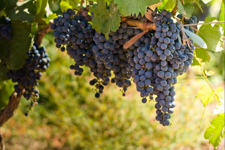 Acini d'uva del vigneto