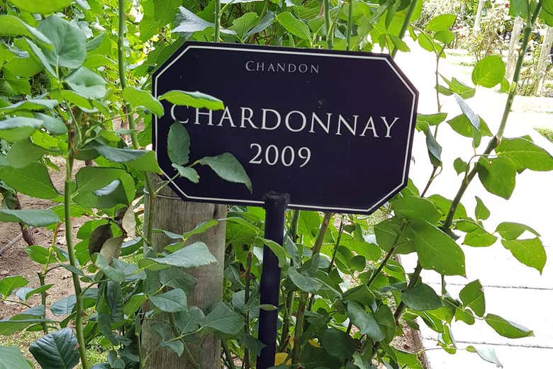 Viñedo de uvas Chardonnay en Luján de Cuyo