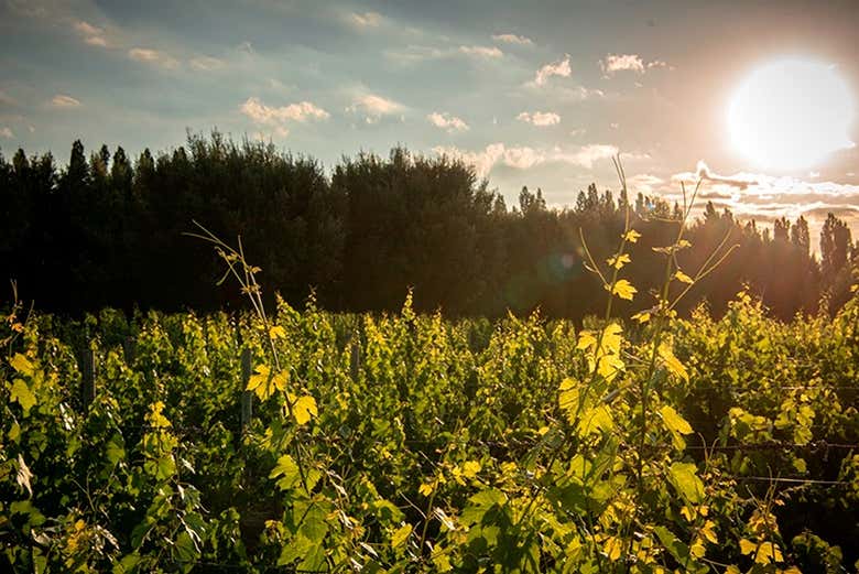 Viñedos de la bodega Achaval Ferrer