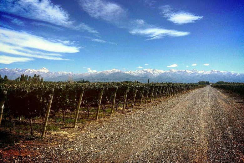 Viñedos de la bodega El Enemigo