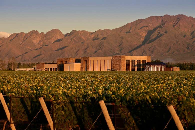 Viñedos de la bodega Séptima