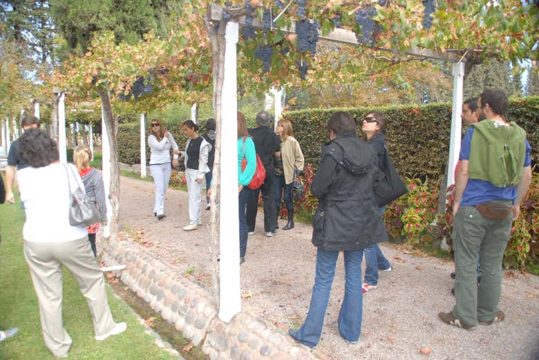 Visitando os vinhedos de uma vinícola de Luján de Cuyo
