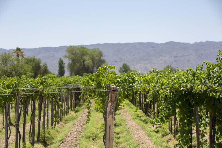 Viñedos de la bodega