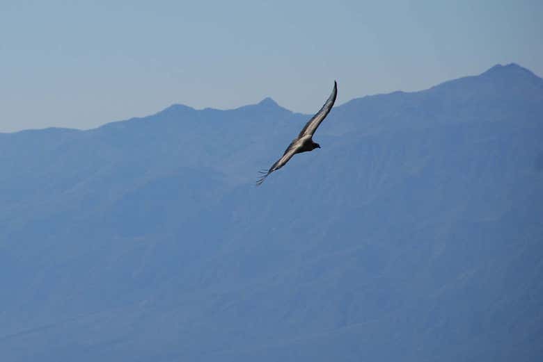 Vuelo del cóndor andino