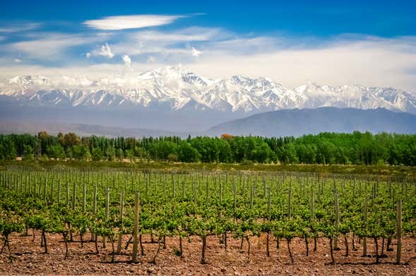 Tour de viñedos y bodegas