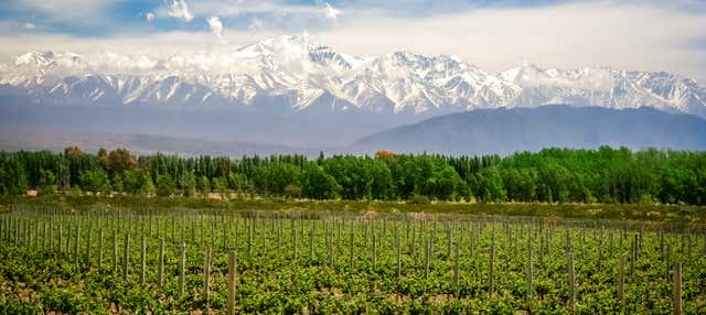 Tour de viñedos y bodegas