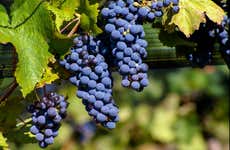Luján de Cuyo Wineries Small Group Tour