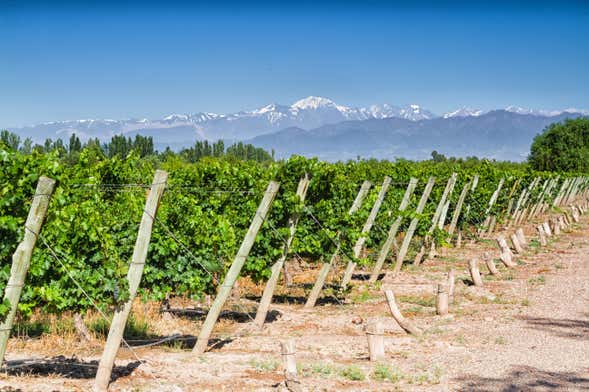 Tour privado por las bodegas de Maipú