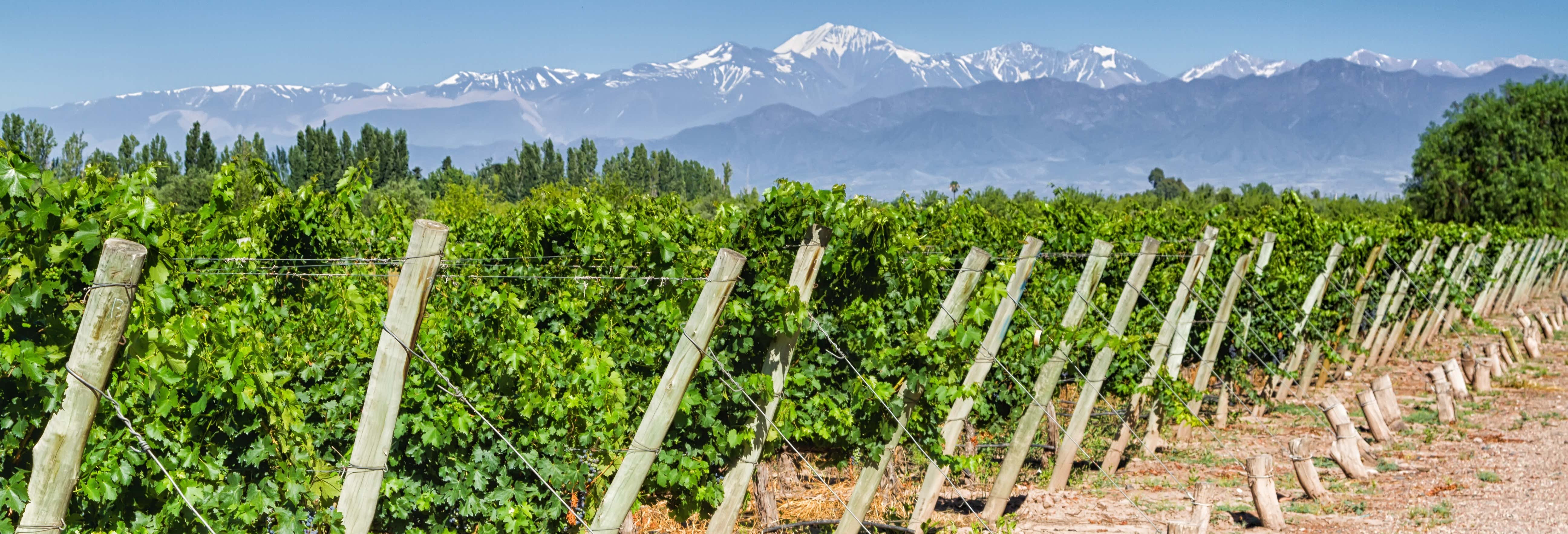 Gastronomía y enoturismo en Mendoza