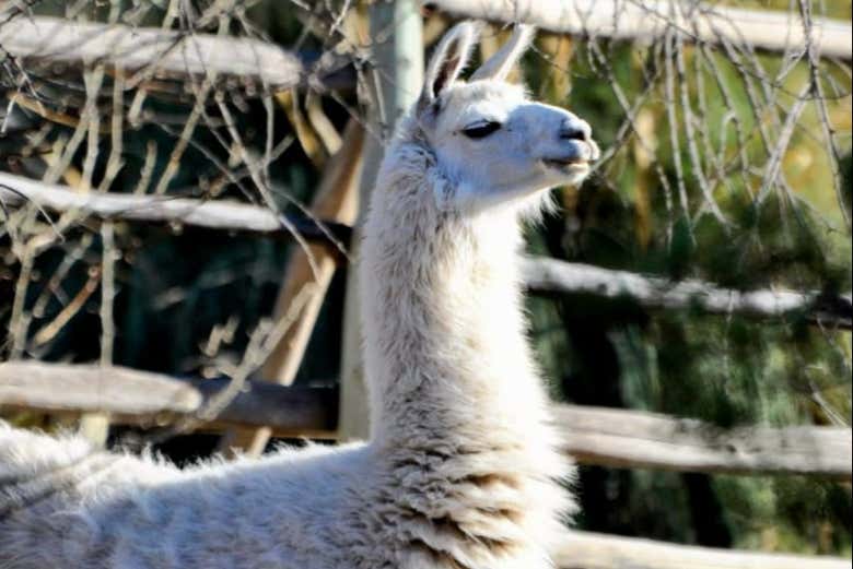 Veremos también fauna andina
