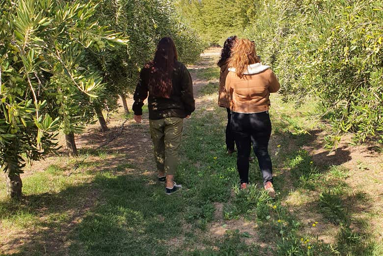 Caminando entre los olivares de Neuquén