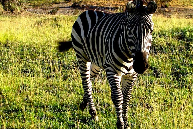 Zebra di Bubalcó
