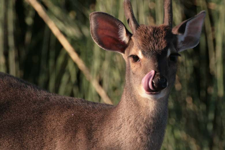 Veremos una amplia variedad de fauna autóctona