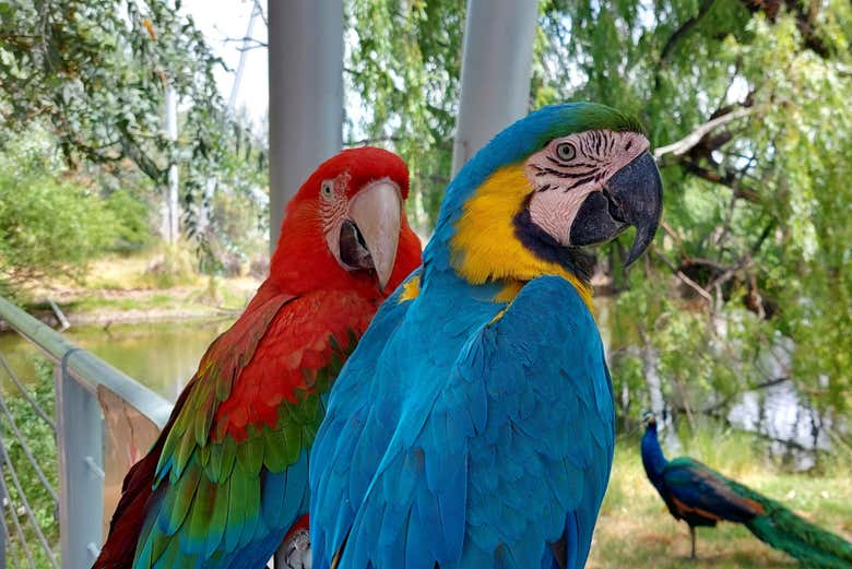 Observaremos una amplia variedad de aves