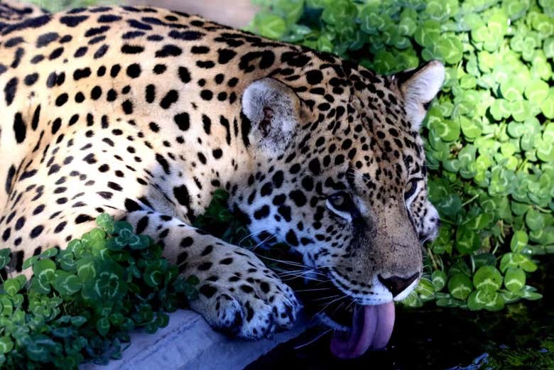 Leopardo di Bubalcó