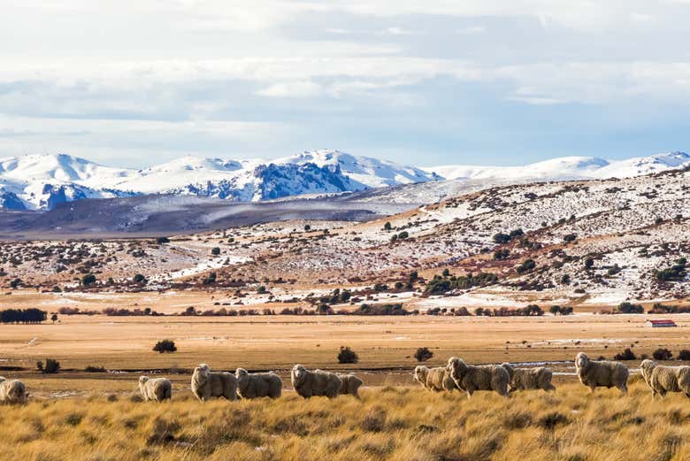 Un viaggio alla scoperta della steppa patagonica