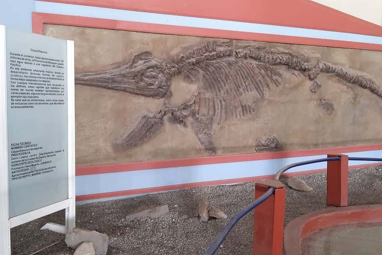 Fóssil de dinossauro marinho no Museu Carmen Funes