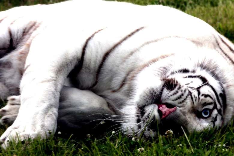 Una tigre bianca dell'Ecoparque di Bubalcó