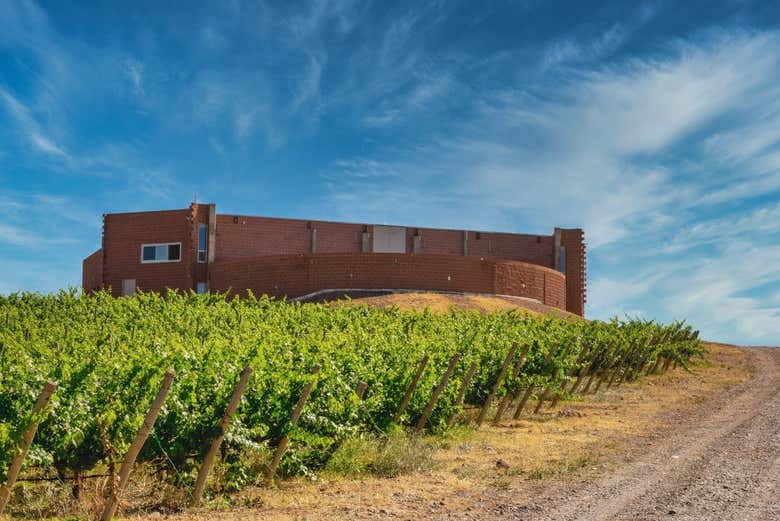 Vineyards of Neuquén