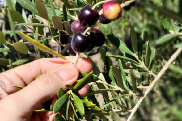 Tour por los olivares de Neuquén + Cata de aceite