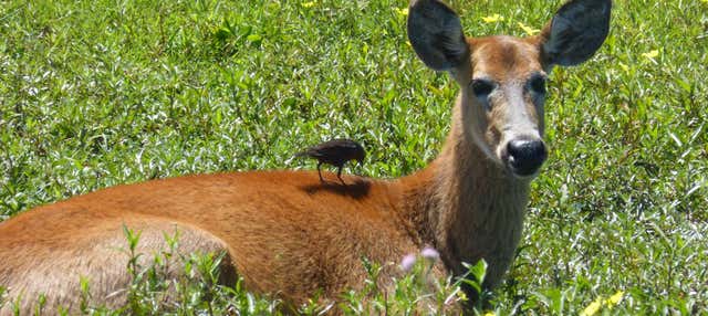Iberá Wetlands Private Tour