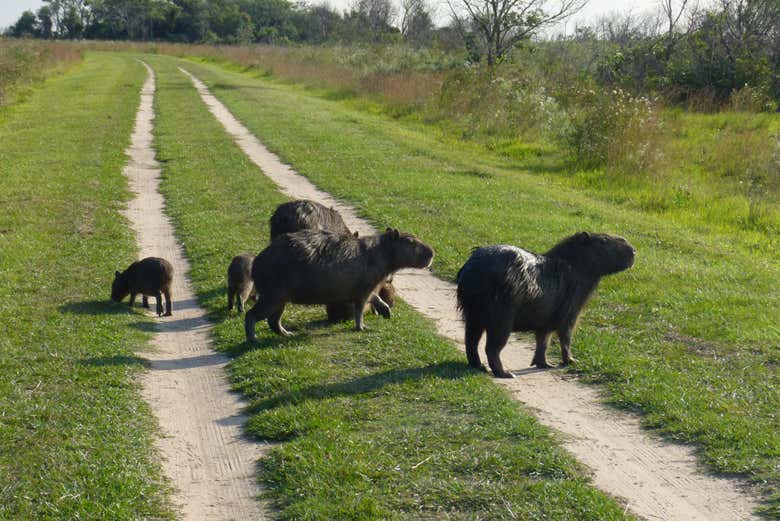 Conoceremos la fauna autóctona del Portal Cambyretá