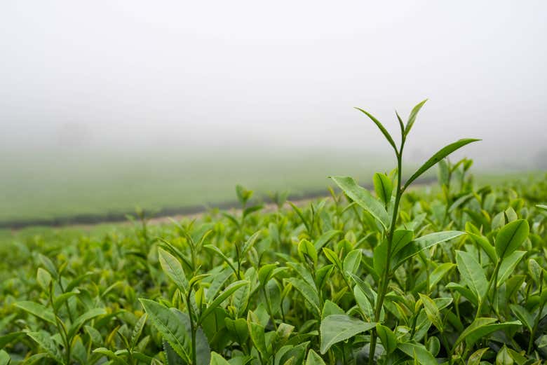 Visitaremos una plantación de té en Apóstoles