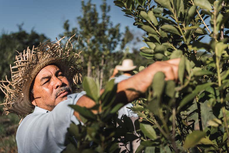 Harvesting of yerba mate leaves