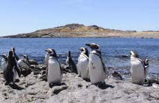 Excursión a la isla Pingüino