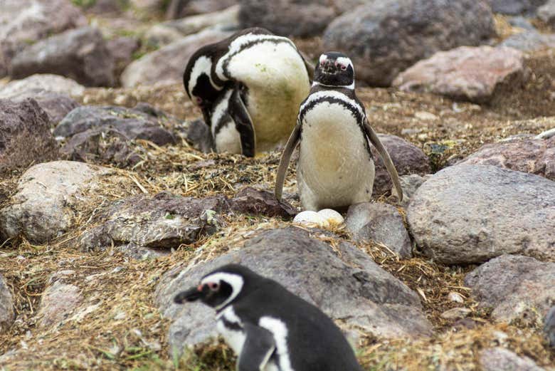 Veremos diversos ejemplares de pingüinos
