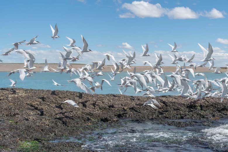 Aves de la isla Pingüino