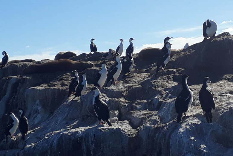 Aves da ria Deseado