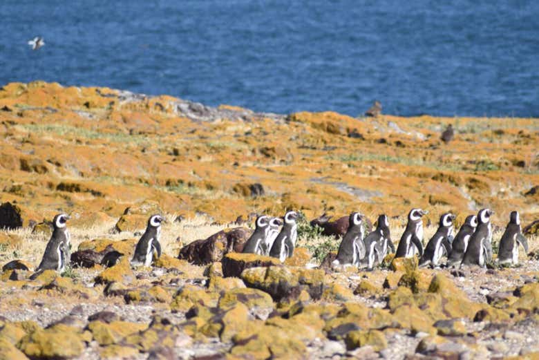 Colonia de pingüinos en la isla