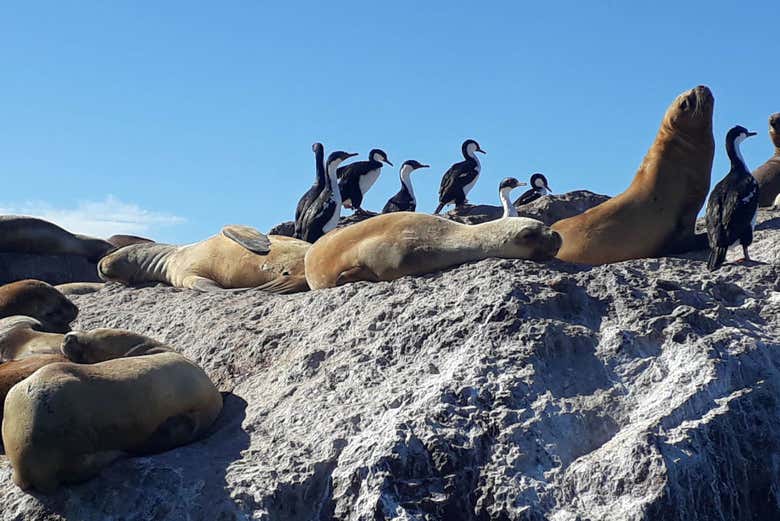 Fauna da ria Deseado