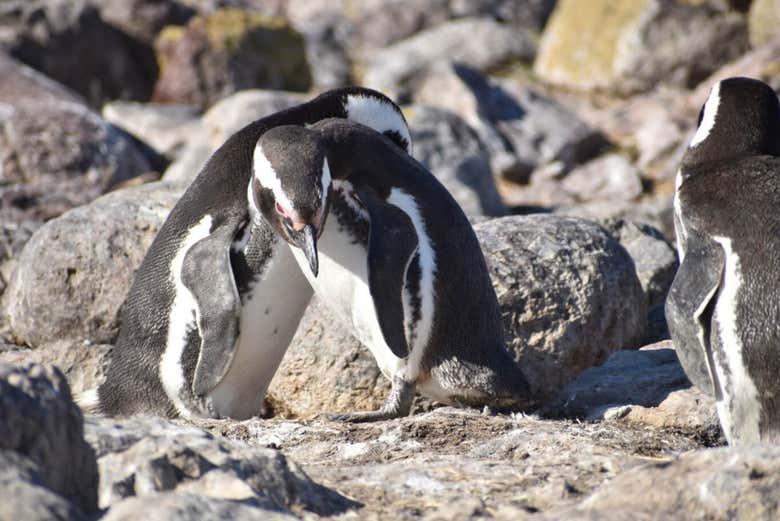 Grupo de pingüinos en la isla