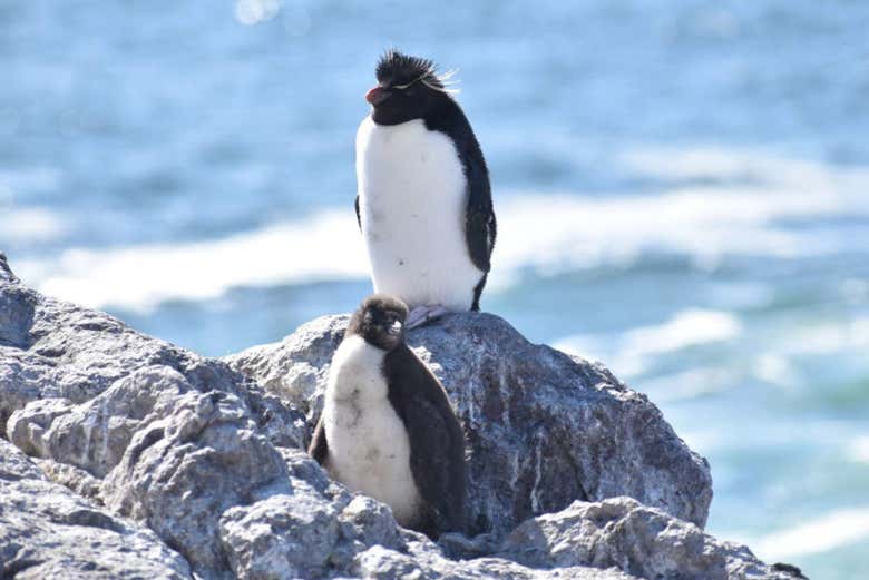The locals on Penguin Island