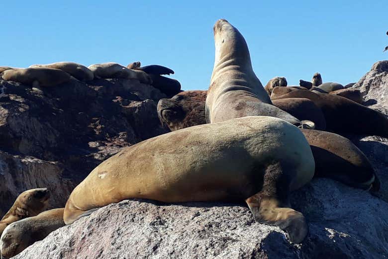 Leões-marinhos-da-patagônia na ria Deseado