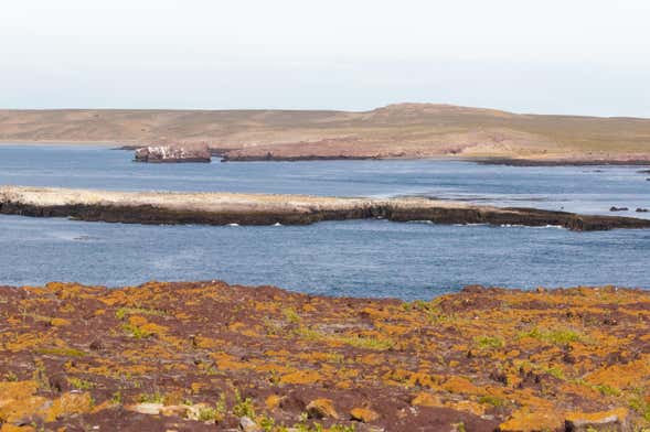Tour en lancha por la ría Deseado