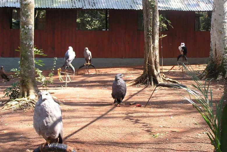 Aves rehabilitadas de Güirá Oga