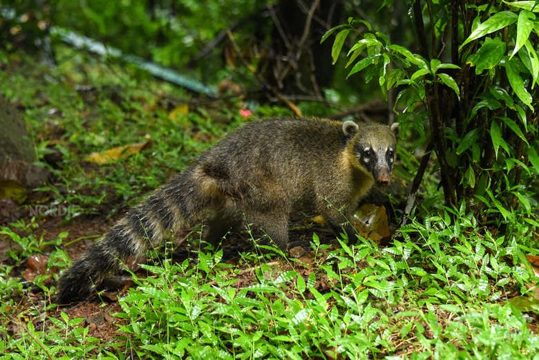 Fauna del lado brasileño