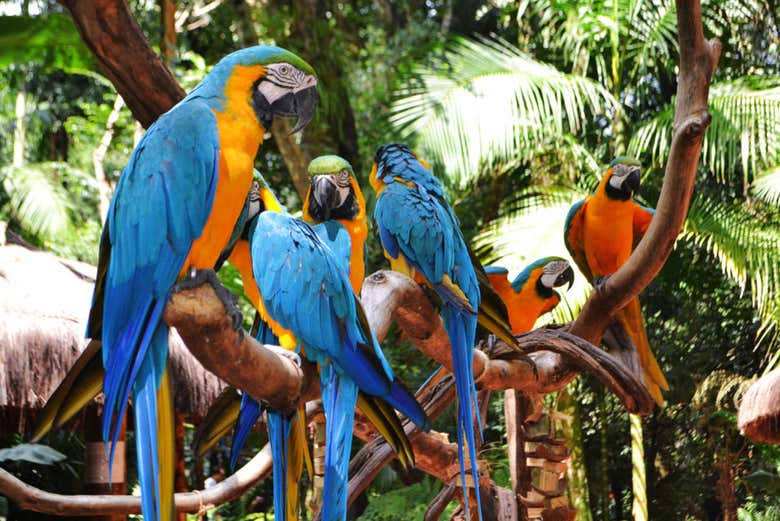 Iguazu Bird Park