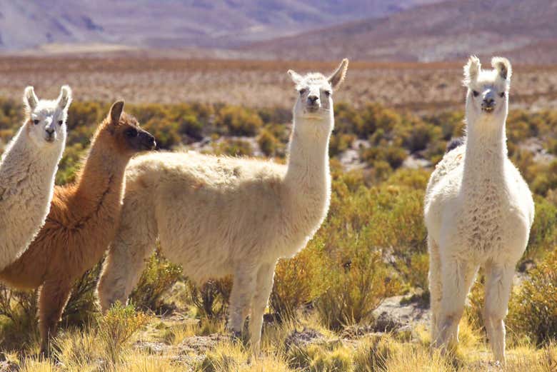 Esemplari di lama a Salta