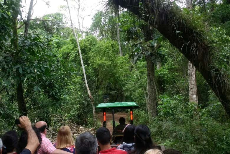 Güirá Oga se encuentra rodeado de selva
