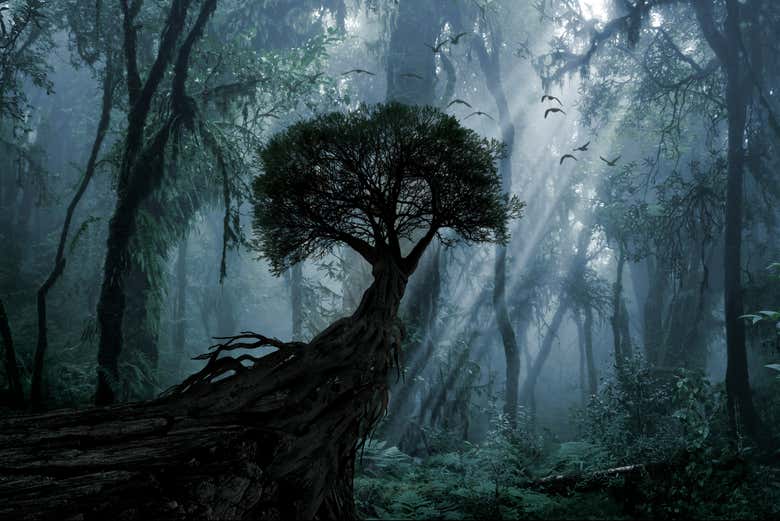 Riserva della foresta di Iryapú di sera