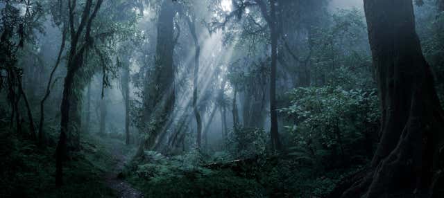 Senderismo nocturno por la reserva de la selva de Iryapú