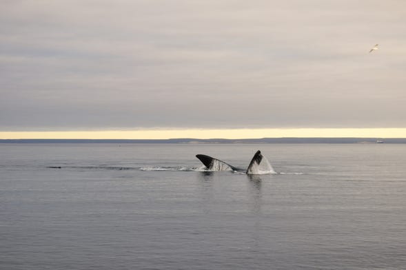 Avistamento de baleias em El Doradillo